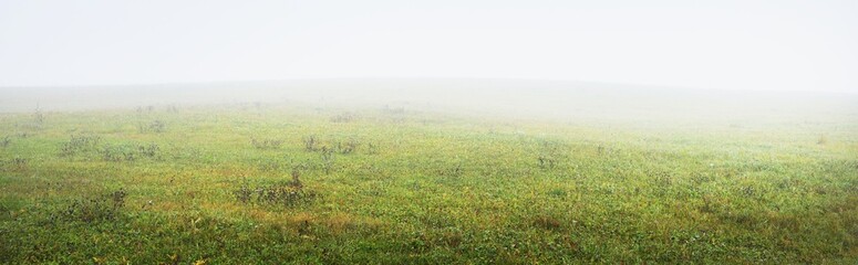 Green country agricultural field in a thick white morning fog. Idyllic rural scene. Atmospheric...