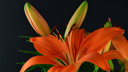 Close up. Natural orange lilies on black background.