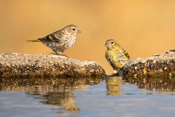 Küçük iskete » European Serin » Serinus serinus