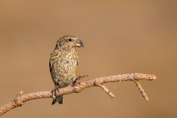 Çaprazgaga » Red Crossbill » Loxia curvirostra