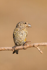 Çaprazgaga » Red Crossbill » Loxia curvirostra