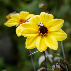 bee on yellow flower