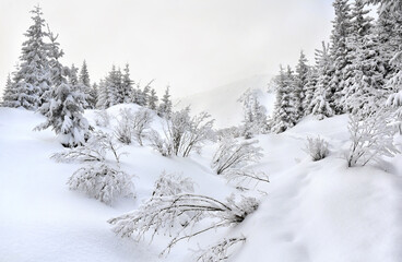 Winter landscape in fir forest and glade with trees in snow in mountains