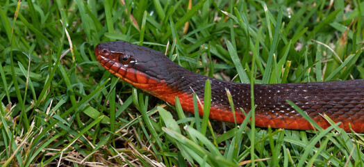 Red bellied water snake porrait