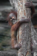 a cautious look down. Independent baby orangutan cautiously and cautiously descends the trunk