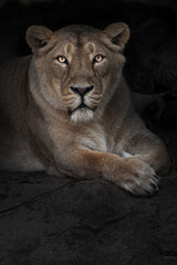 a nice lione with eben eyes lies in the darkness, she runs and looks at you a dark background