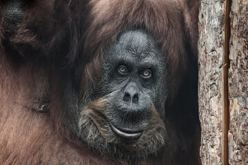 The head of a female orangutan leaned against a dry trunk, an ironic smileCalm and smart orangutan face close-up portrait