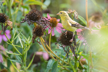 Scarlet tanager resting in the garden