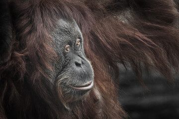 Calm and smart orangutan face close-up portrait © Mikhail Semenov