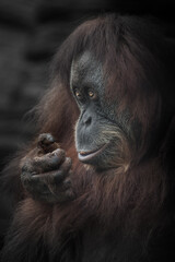 Fototapeta premium Sly smart look smile of a female orangutan, red hair darkened edges photo, in profile