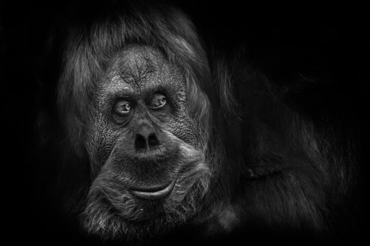 Portrait of an orangutan looking like a kind cute understanding Bigfoot isolated on black background, black and white