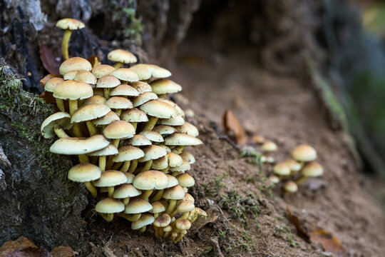 Colony of mushrooms