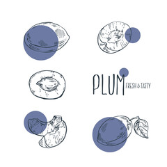 Fototapeta premium Hand drawn vector blue plum fruit illustration