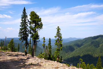 Altay forest and mountains in Russia 