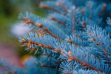 silver pine tree close up in the sunshine