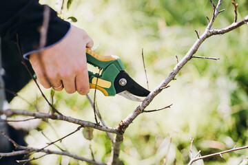 Naklejka premium Final garden work of autumn. Farmer hand prunes and cuts branches of a tree in the garden with pruning shears or secateurs in autumn. Man pruning tree with clippers. Autumn cut tree close up.