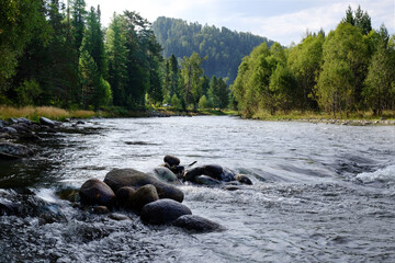 Altay river Biya in Russia with forest and mountains