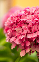 Flor rosa con fondo verde