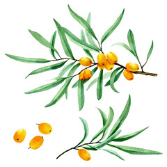 watercolor drawing, set of branches of leaves and berries of sea buckthorn. isolated on white background ripe sea buckthorn berries of orange color and green leaves. symbol of autumn, harvest - obrazy, fototapety, plakaty