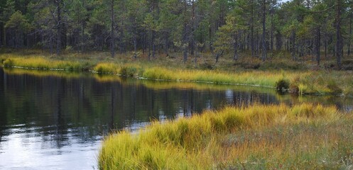 Obraz premium Pond in the marshland