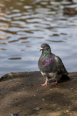 Gray pigeon is by a pond in the park in summer. Vertical photo