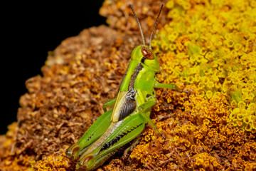 Close up shot of green Grasshopper on dry yellow flower