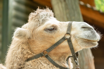 Head of white camel with bridle.