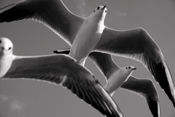 Seagulls in the sky black and white