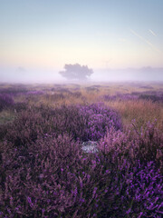 Morning mists on the moor. Westruper Heide nature reserve in the
