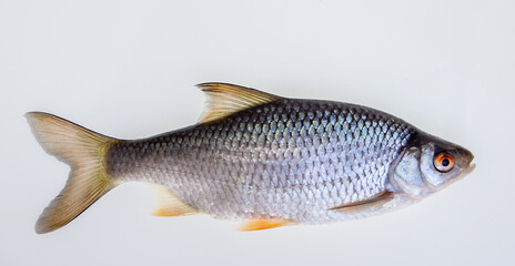 Roach roach from the whitefish family isolated against a white background