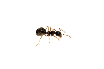 Ant isolated on white.Formica rufa