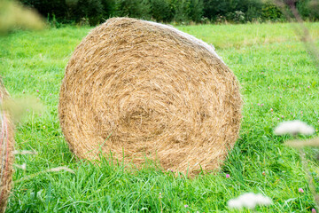 Freshly Rolled Hay Bale 