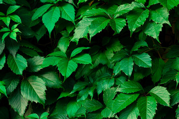 Dark green leaves background, wild grape leaves, place for text.