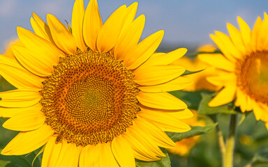 Obraz premium Fleurs de tournesols dans un champs avec la lumière du soleil. 