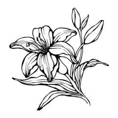 Blooming Lily Flower. Hand Drawn Black Contour Isolated on White. Vector Illustration.