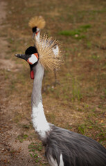 Beautiful crane walking in wild nature along other animals