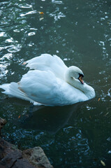Beautiful swan that swimming on the wild nature.  