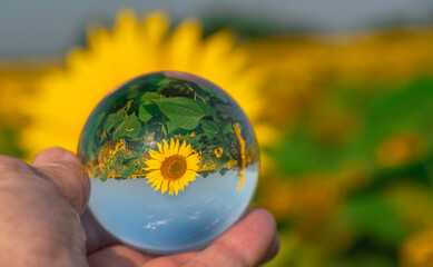 Fleurs de tournesols dans un champs à travers une boule de cristal.	