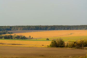 Fototapeta na wymiar landscape of field with trees