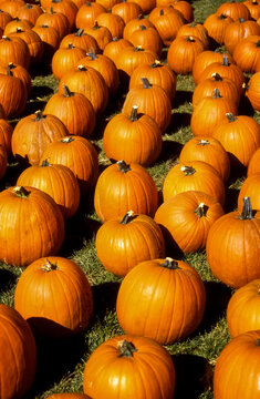 pumpkin patch