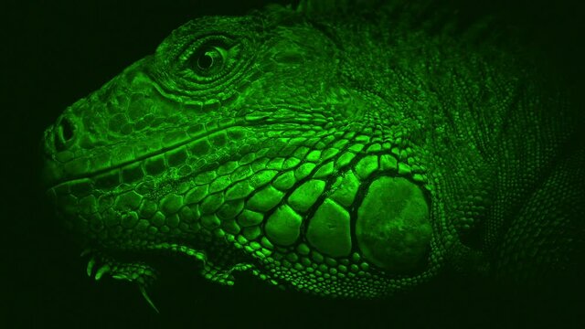 Nightvision Lizard Looking Around Closeup
