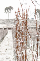 Frozen Vineyard in Santa Catarina - Brazil