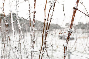 Frozen Vineyard in Santa Catarina - Brazil