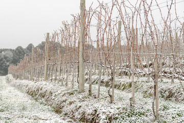 Frozen Vineyard in Santa Catarina - Brazil
