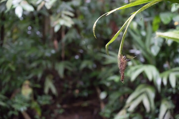 Close-up Of Hummingbird On Nest