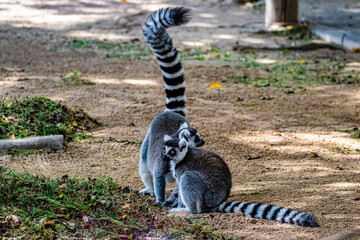 two ring tailed lemurs sitting on the ground