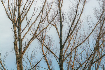 woodpecker and branches against sky