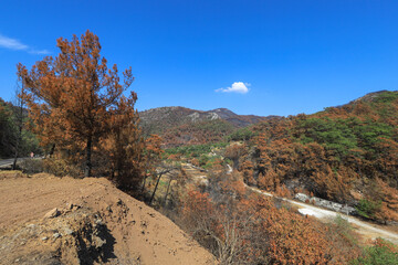 In Turkey - Muğla - Marmaris region Burnt pine trees after a forest fire, green trees that survived the fire.