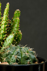 Black pot with cactus of various species with black background