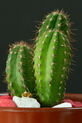 nice green cereus cactus with stones at the base and black background